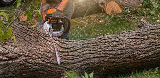 Best Hazardous Tree Removal  in Limon, CO