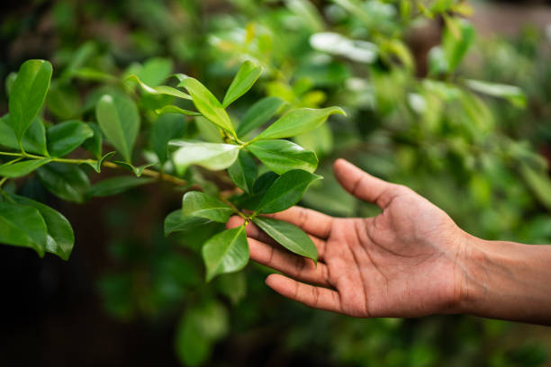 How Our Tree Care Process Works  in  Limon, CO